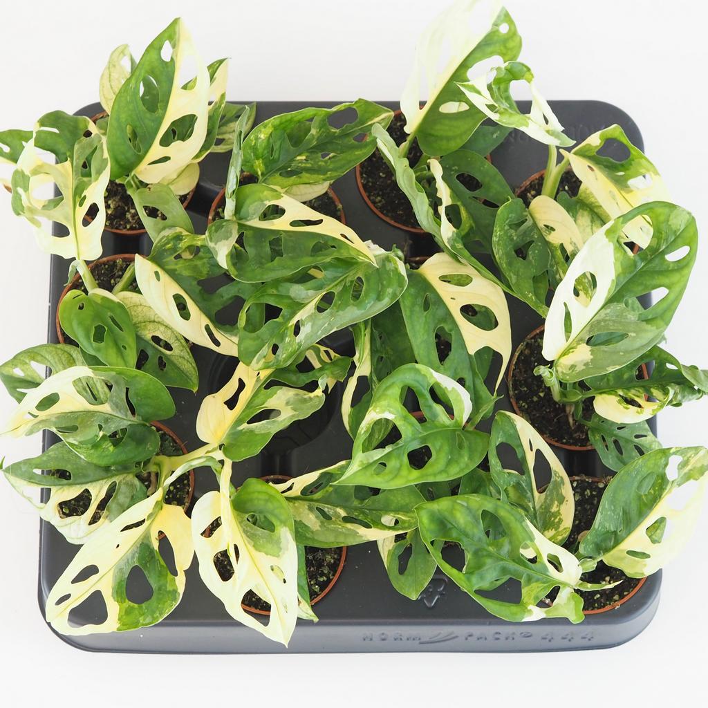 Monstera adansonii variegata malá monstera adansonii variegata panasovana raritna izbova rastlina
