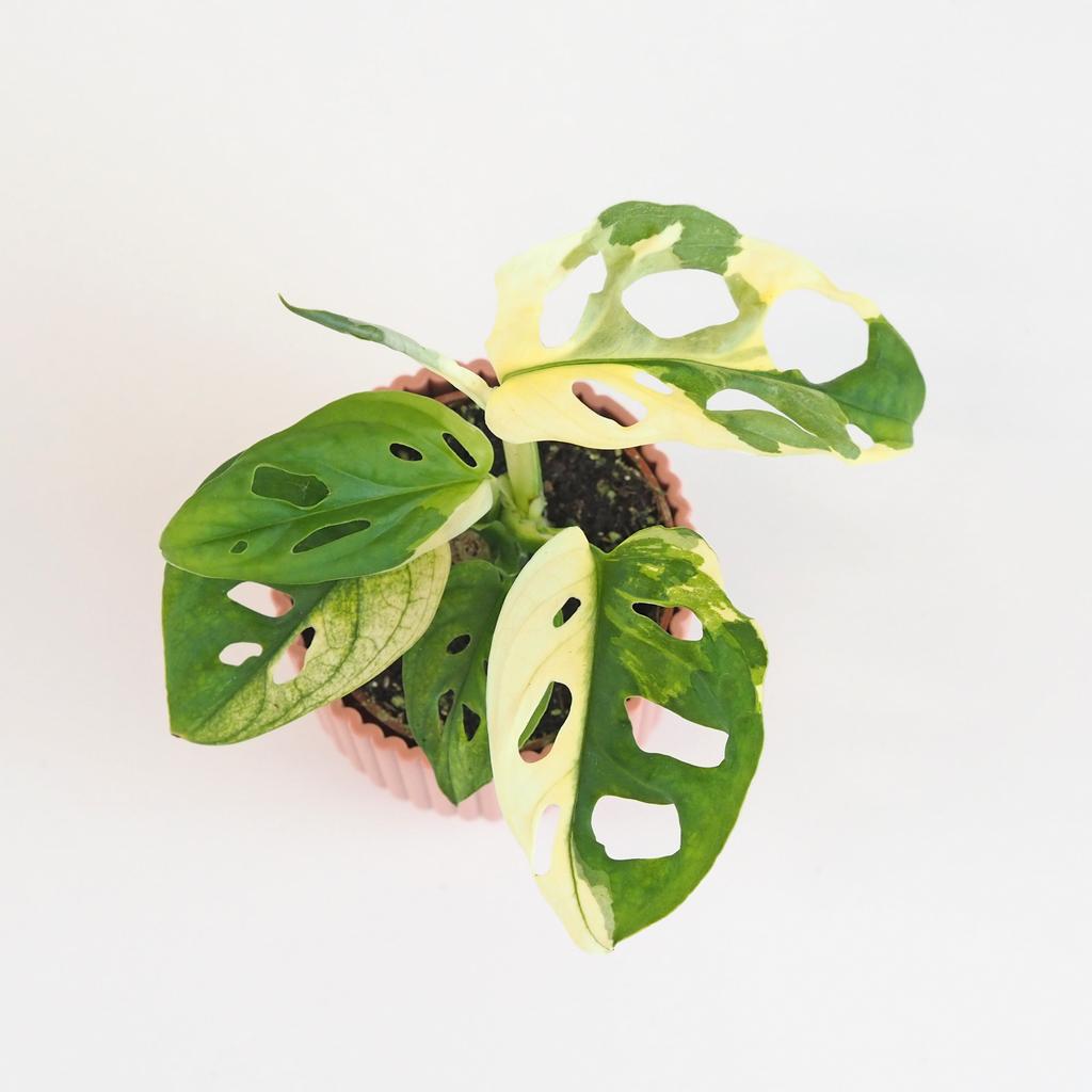 Monstera adansonii variegata malá monstera adansonii variegata panasovana raritna izbova rastlina
