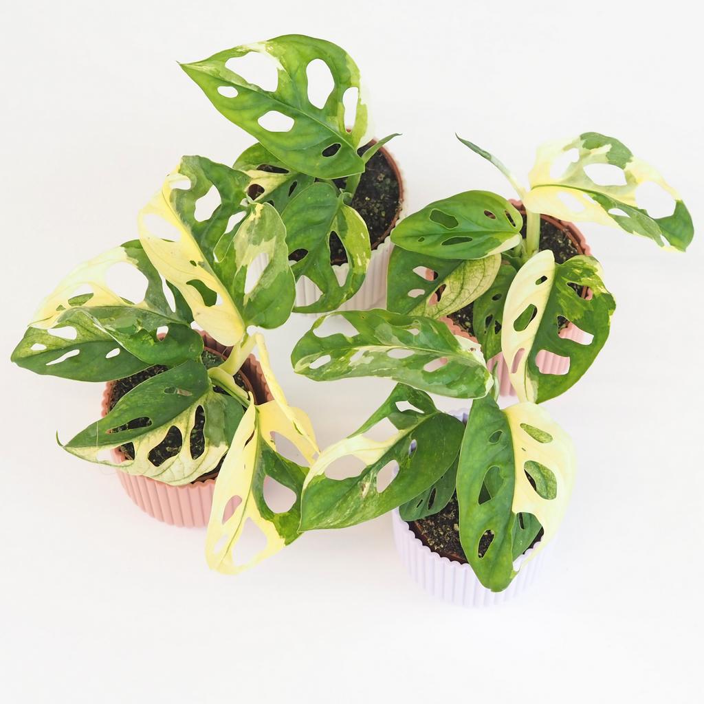 Monstera adansonii variegata malá monstera adansonii variegata panasovana raritna izbova rastlina