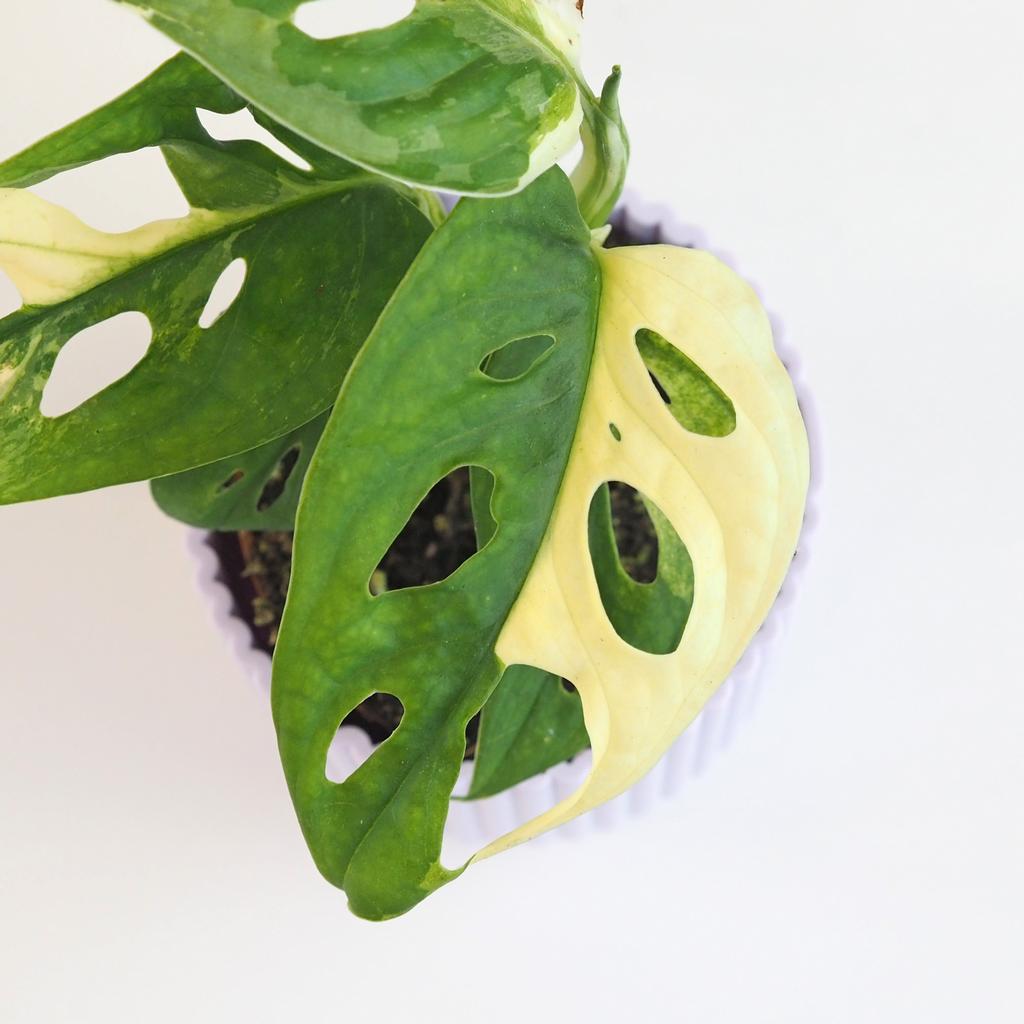 Monstera adansonii variegata malá monstera adansonii variegata panasovana raritna izbova rastlina
