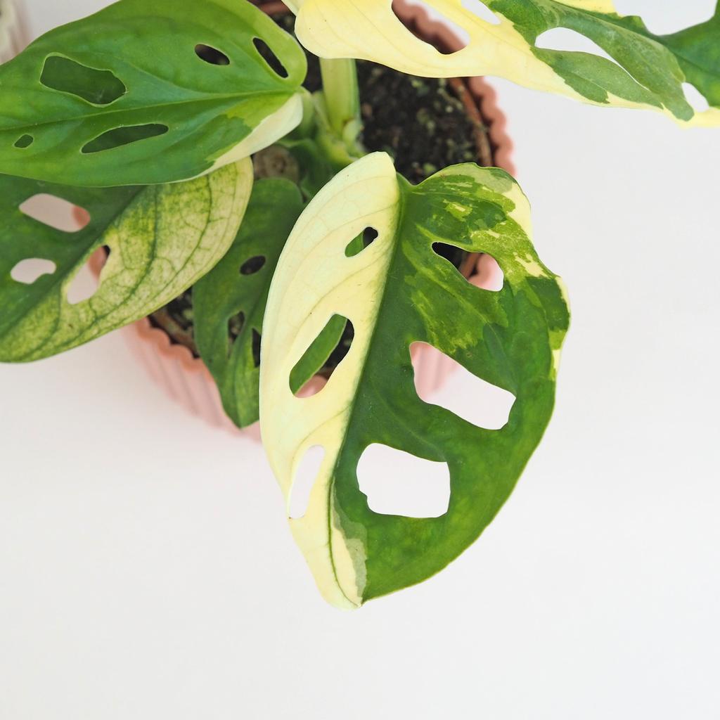 Monstera adansonii variegata malá monstera adansonii variegata panasovana raritna izbova rastlina