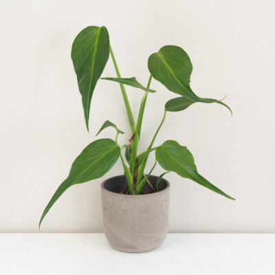 Izbové rastliny, riasogule a príslušenstvo Monstera ‘Burle Marx Flame’ veľká