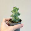 Myrtillocactus geometrizans ‘Fukurokuryuzinboku’ Myrtillocactus geometrizans ‘Fukurokuryuzinboku’