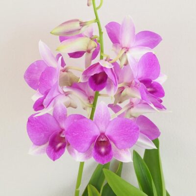 Orchidea Dendrobium sa-nook kvet purpurovy ruzovy