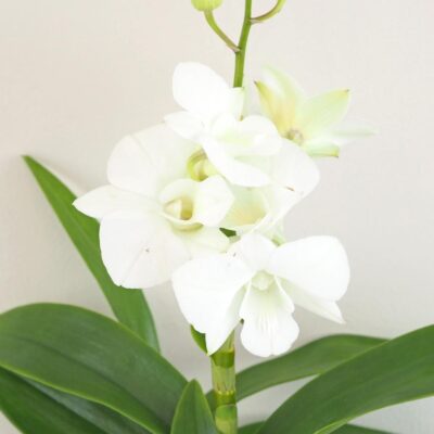 Orchidea Dendrobium sa-nook kvet biely kvitnuca izbova rastlina