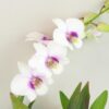 Orchidea Dendrobium Sa-Nook ‘White Pink’ Orchidea Dendrobium sa-nook kvet bielo ruzovy