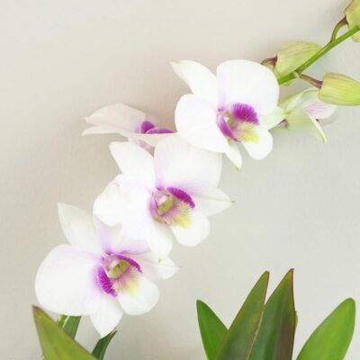 Orchidea Dendrobium sa-nook kvet bielo ruzovy