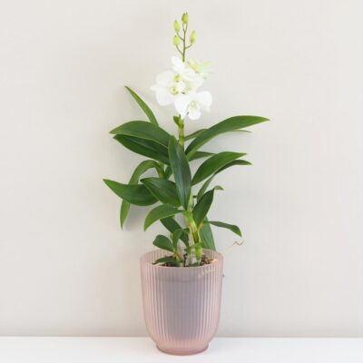Orchidea Dendrobium sa-nook kvet biely kvitnuca izbova rastlina