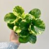 Peperomia obtusifolia ‘Green Gold’ Peperomia obtusifolia ‘Golden Gate’ (kópia)