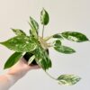 Philodendron ‘Emerald Queen’ Philodendron ‘Emerald Queen’
