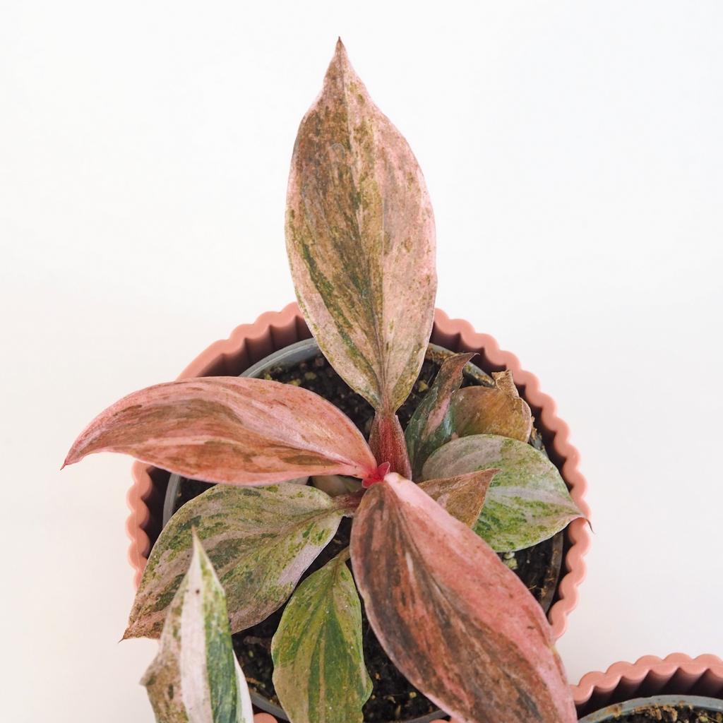 Philodendron ‘Fire Phoenix’ malý philodendron fire phoenix ruzovy raritny filodendron izbova rastlina