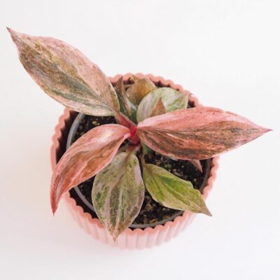 Philodendron ‘Fire Phoenix’ malý philodendron fire phoenix ruzovy raritny filodendron izbova rastlina