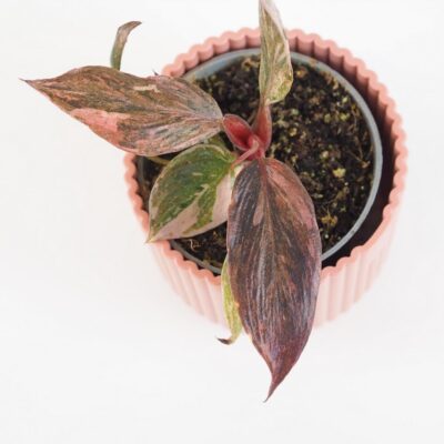 Philodendron ‘Fire Phoenix’ malý philodendron fire phoenix ruzovy raritny filodendron izbova rastlina