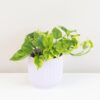 Pothos Epipremnum aureum ‘Lemon Joy’ pothos epipremnum aureum lemon joy tahava izbova rastlina
