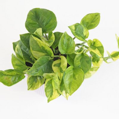Pothos Epipremnum aureum ‘Lemon Joy’ pothos epipremnum aureum lemon joy tahava izbova rastlina