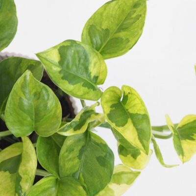 Pothos Epipremnum aureum ‘Lemon Joy’ pothos epipremnum aureum lemon joy tahava izbova rastlina