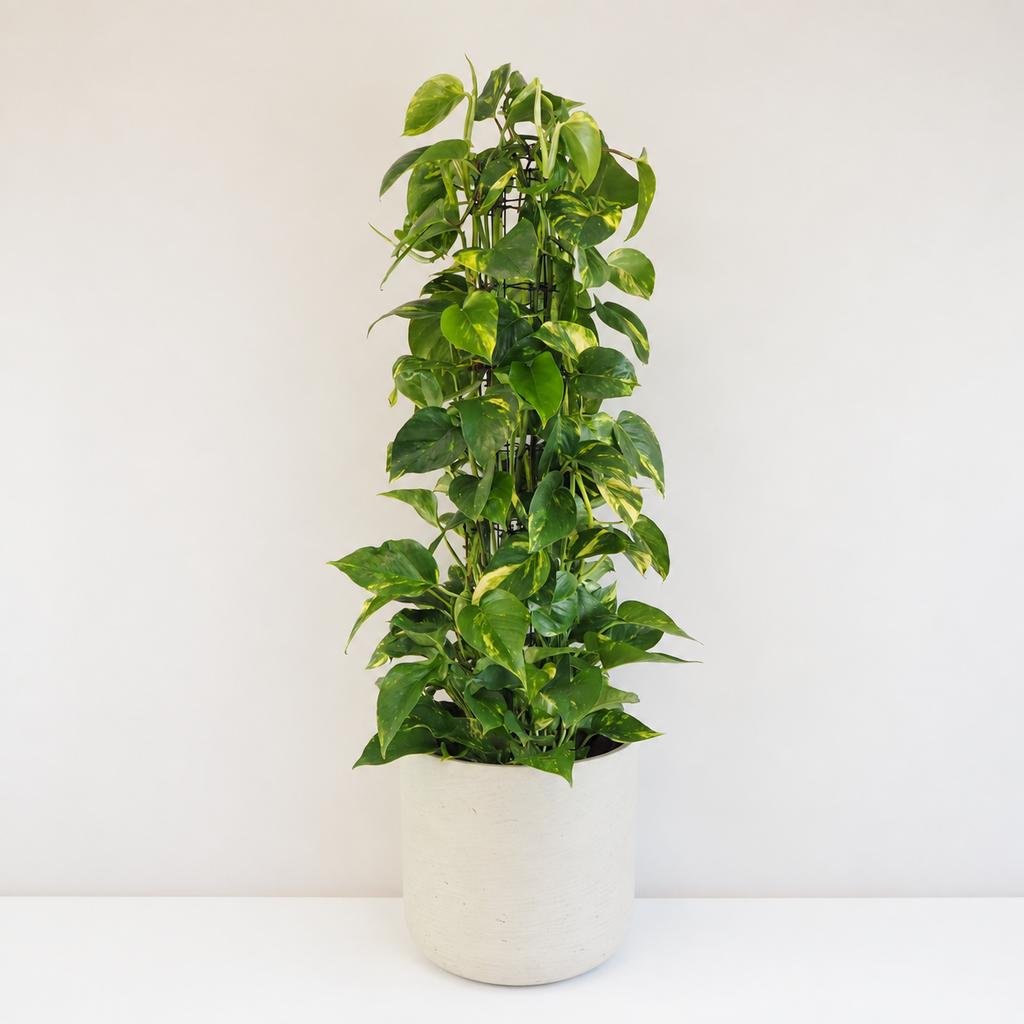 Pothos Epipremnum aureum na tyči 110 cm pothos, potosovec zlatý, epipremnum aureum, divý jano, divný janko, golden ivy, šplhavník, šplhavnice, ťahavá rastlina, rastlina do tieňa, izbová rastlina, izbový kvet