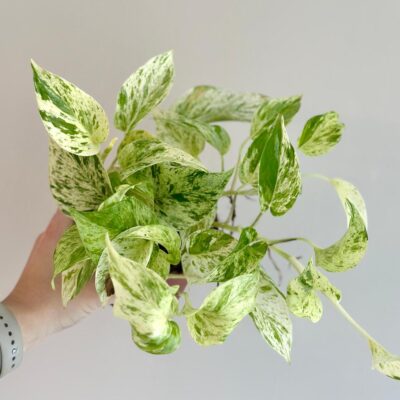 pothos epipremnum snow leopard tahava izbova rastlina