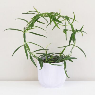 Izbové rastliny, riasogule a príslušenstvo Hoya longifolia na kruhu