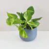 Pothos Epipremnum aureum pothos, potosovec zlatý, epipremnum aureum, divý jano, divný janko, golden ivy, šplhavník, šplhavnice, ťahavá rastlina, rastlina do tieňa, izbová rastlina, izbový kvet, rastlina do macrame