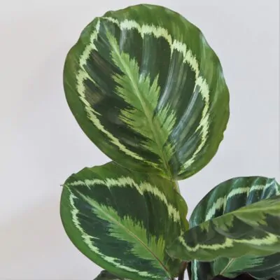 calathea, calathea roseopicta medallion, calathea roseopicta medallion, kalatea, vlhkomilná rastlina, rastlina vhodná do tieňa, izbový kvet, farebný izbový kvet, izbová rastlina