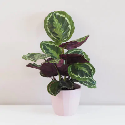 Calathea roseopicta 'Medallion'calathea, kalatea, calathea roseopicta medallion, kalatea, vlhkomilná rastlina, rastlina vhodná do tieňa, izbový kvet, farebný izbový kvet, izbová rastlina
