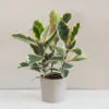 Ficus elastica 'Tineke' fikus, fikus tineke, ficus, ficus elastica tineke, izbova rastlina, nenarocna rastlina, rastlina pre zaciatocnikov, izbovy kvet, nenarocny kvet