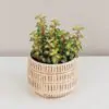 portulacaria, portulacaria afra variegata, farebny sukulent, zaujimavy sukulent, nenaročná rastlina, ratslina na okno, rastlina na slnko