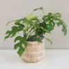 Rhaphidophora tetrasperma monstera minima, mini monstera, ťahavá rastlina, rastlina do tieňa, rastlina pre začiatočníkov, nenáročná rastlina, izbová rastlina, izbový kvet