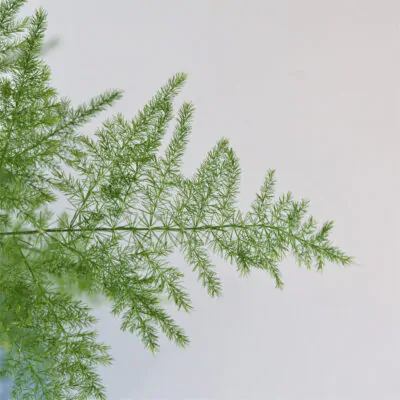 asparagus setaceus, asparagus plumosus, vlhkomilna rastlina, rastlina do tiena, izbova rastlina, izbovy kvet, izbovka