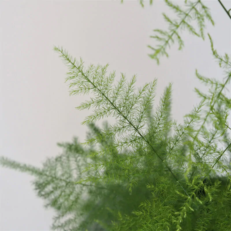 Asparágus: Ako sa oň správne postarať asparagus setaceus, asparagus plumosus, vlhkomilna rastlina, rastlina do tiena, izbova rastlina, izbovy kvet, izbovka