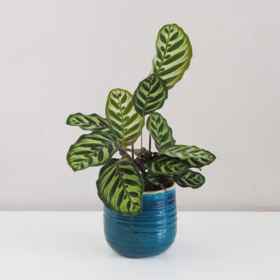 calathea, calathea makoyana, izbovka, kalatea, vlhkomilná rastlina, rastlina vhodná do tieňa, izbový kvet, izbová rastlina