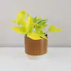 Pothos Epipremnum aureum 'Neon' pothos, potosovec neon, epipremnum aureum neon, divý jano, divný janko, golden ivy, šplhavník, šplhavnice, ťahavá rastlina, rastlina do tieňa, izbová rastlina, izbový kvet, rastlina do macrame