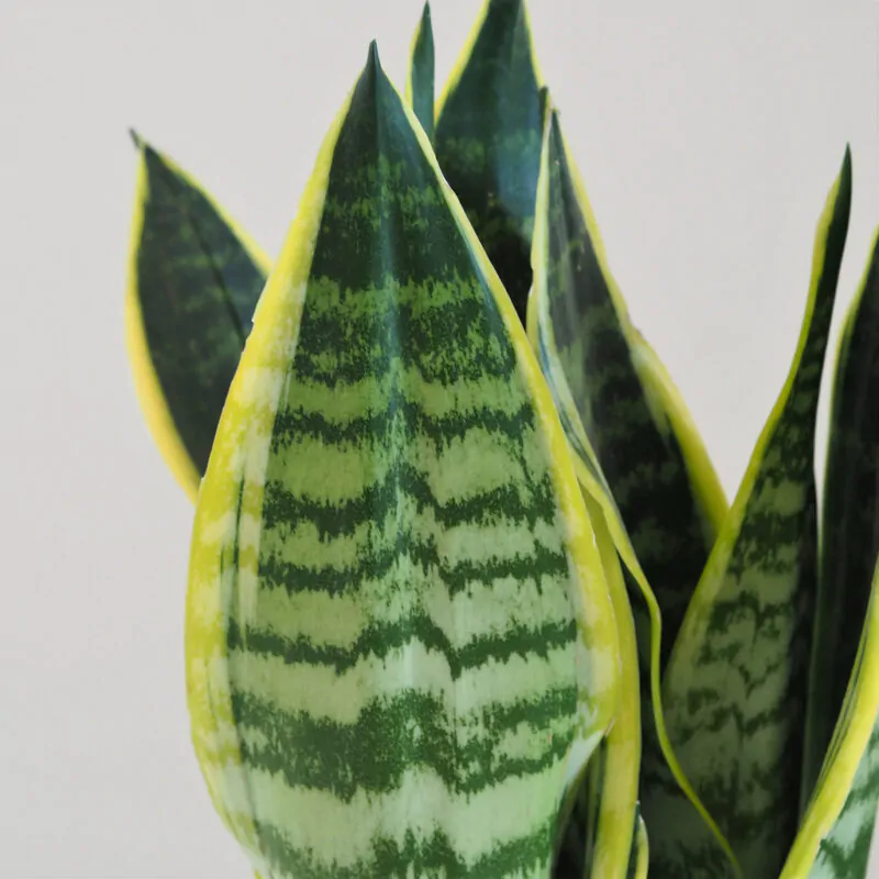 sansevieria trifasciata laurentii, dracaena trifasciata laurentii, sansevieria trojpasa, svokrine jazyky, zaujimave svokrine jazyky, nenarocna rastlina, rastlina na slnko, rastlina do tiena, rastlina pre začiatočníkov, izbova rastlina, izbovy kvet, izbovka