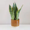 Sansevieria trifasciata ‘Laurentii’ Sansevieria trifasciata ‘Laurentii’ sansevieria trojpasa, svokrine jazyky, zaujimave svokrine jazyky, nenarocna rastlina, rastlina na slnko, rastlina do tiena, rastlina pre začiatočníkov, izbova rastlina, izbovy kvet, izbovka