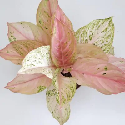 Aglaonema ‘Bidadari’