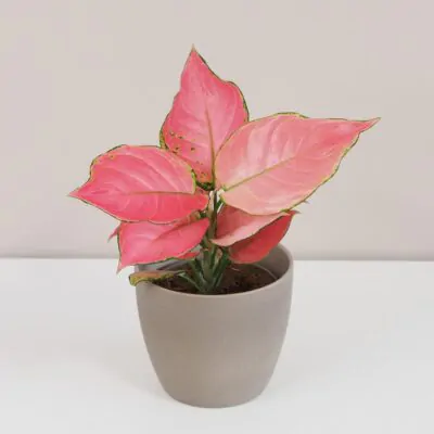 Aglaonémy: Najlepšie tipy na starostlivosť aglaonema 'pink star'