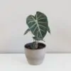 Alocasia 'Pink Dragon' izbová rastlina