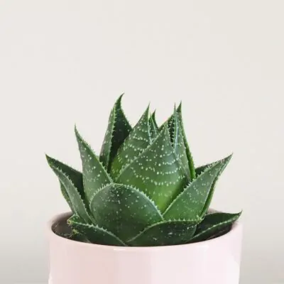 Aloe aristata ‘Cosmo’