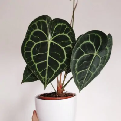 Anthurium Clarinervium izbová rastlina plantizia