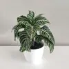 aphleandra squamosa plantizia Plantizia.sk