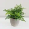 Asplenium aethiopicum asplenium aethiopicum plantizia Plantizia.sk