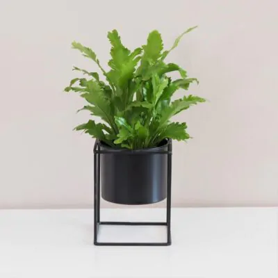 Asplenium nidus ‘Campio’