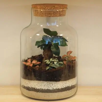 Bonsai terárium s korkom