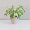 Caladium ‘Icicle’ caladium icicle plantizia Plantizia.sk