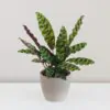 Calathea lancifolia Calathea lancifolia vzorovana izbova rastlina
