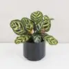 Calathea makoyana stredná Calathea makoyana