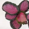 Calathea roseopicta ‘Rosy’ veľká Calathea roseopicta 'Crimson'