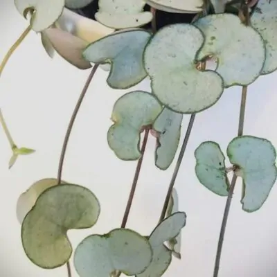 ceropegia silverglory Plantizia.sk