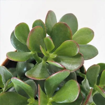 crassula ovata detail plantizia Plantizia.sk